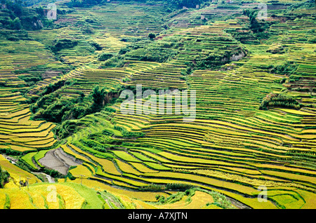 Asia, China, Yunnan, Yuxi Prefecture; Yuanjiang. Green and gold fields of autumn in Hani people's Cloudy Sea Terrace Stock Photo