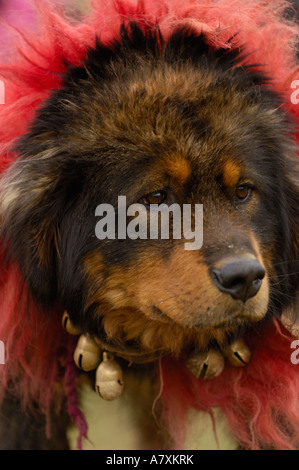 Tibetan mastif dog to compete at the Horse Racing Festival or 'Heavenly Steed Festival.' Zhongdian Stock Photo