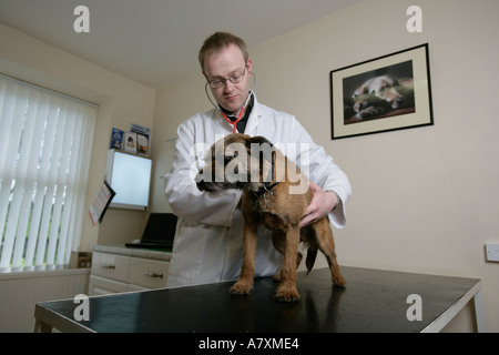 Vet examining a border Terrier in consulting room Stock Photo