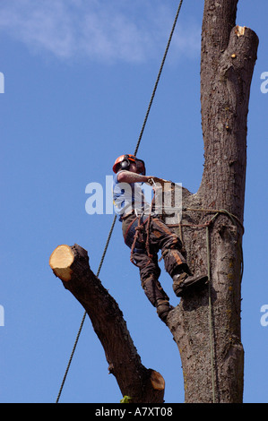 Tree Surgeon high up a tree cutting tree with chain saw Stock Photo - Alamy