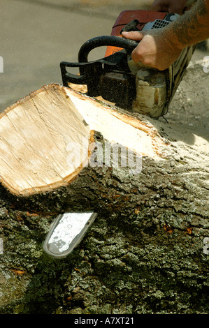 Tree surgeon cutting log close up showing chain saw blade going through wood Cutting down lime tree infected with honey fungus Stock Photo