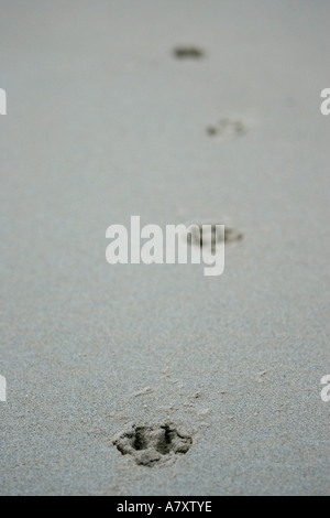 four dogs pawprints in the wet sand near focus Killyhoey beach Dunfanaghy County Donegal Republic of Ireland Stock Photo