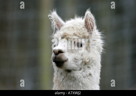 White Alpaca Vicugna pacos head close up on a small farm holding outside portadown county armagh northern ireland Stock Photo