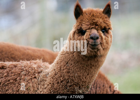 Brown Alpaca Vicugna pacos head and shoulders looking towards camera on a small farm holding outside portadown