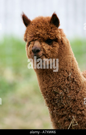 Brown Alpaca Vicugna pacos head and neck close up on a small farm holding outside portadown county armagh northern ireland Stock Photo