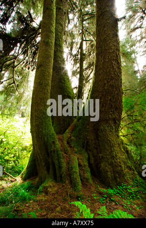 Old Growth Tree Stock Photo