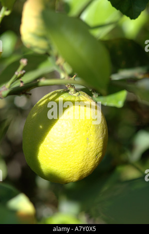 Lime TREE, LIME BLOSSOM, Lime, juice, blossom, fruit, pollen, fruit tree, fruits, limes Stock Photo
