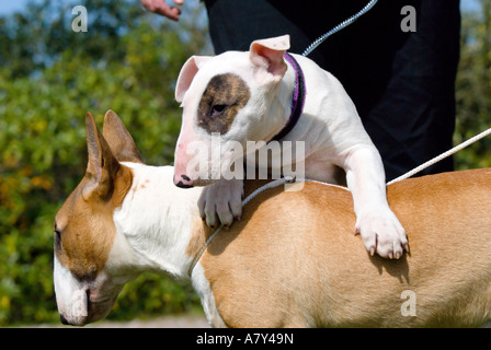 Mother and pup Stock Photo