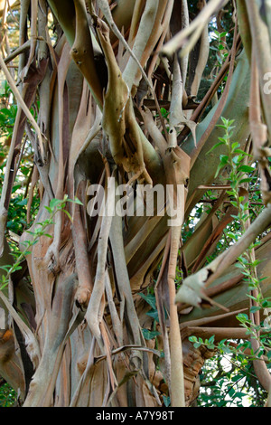 Paper Birch, Betula Papyrifera, Also Known As American White Birch And ...