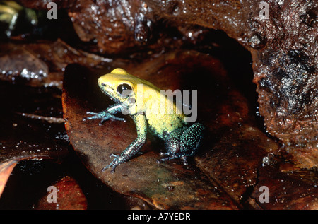 Black-legged Poison Frog, Phyllobates bicolor, Native to Columbia Stock Photo