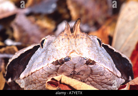 West African Gaboon Viper, Bitis gabonica rhinoceros, Native to Western Africa Stock Photo