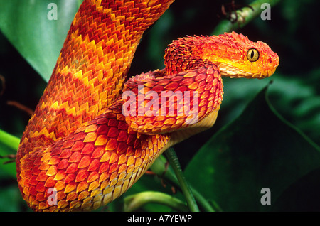 African Bush Viper Trio, Atheris squamiger available as Framed