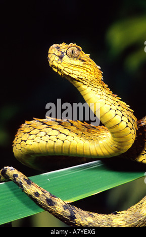 Hairy bush viper (Atheris hispida) on black background Stock Photo - Alamy