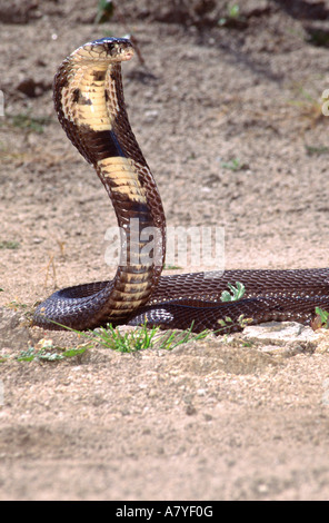 Monocled cobra (Naja kaouthia), native to central and southern Asia ...