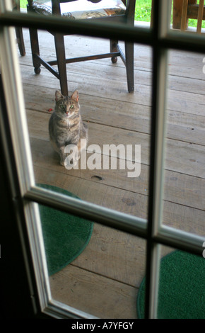 Cat looking through a glass door, Brookville, PA, USA Stock Photo