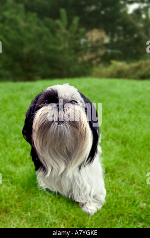 Lhasa Apso in the backyard Stock Photo