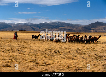 Bolivia, Empires of the Sun, Andes, Tiwanaku, Llama salt caravan Stock Photo