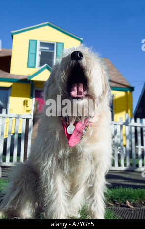 Dog in front of yellow house Stock Photo