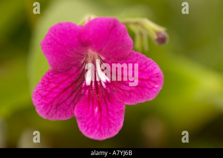 Deep pink geranium flower Stock Photo