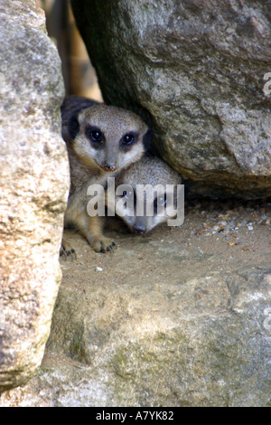two meerkats watching from behind rocks Stock Photo