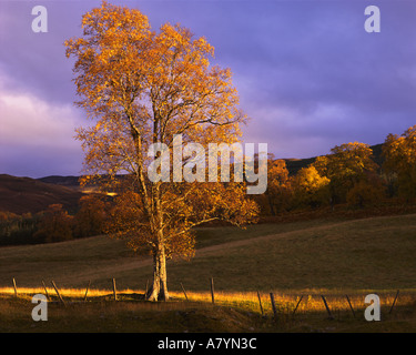 GB - SCOTLAND: Autumn Scene above Loch Tummel in Tayside Stock Photo