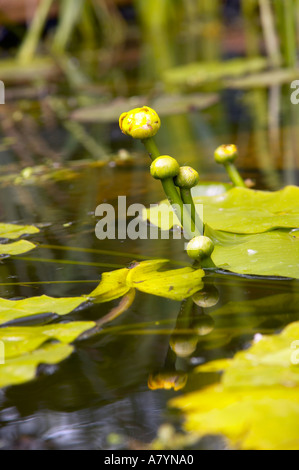 Yellow water lily buds on garden pond in Spring season in West Sussex, England, UK Stock Photo