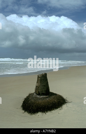 Coconut palm tree stump on beach in Brazil Stock Photo