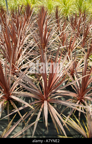 Rows of Cordyline australis ‘Red Star’ being commercially grown in large greenhouse. Stock Photo