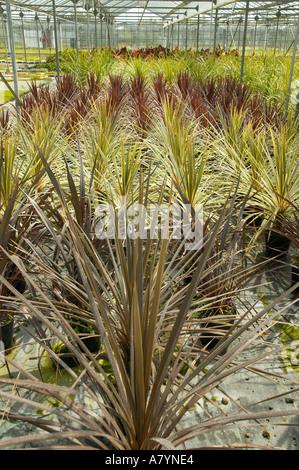 Rows of Cordyline australis ‘Red Star’ being commercially grown in large greenhouse. Stock Photo