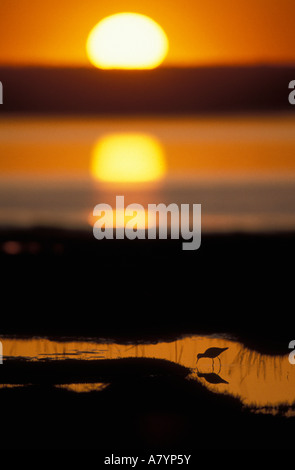 USA, Alaska, Lesser Yellowlegs (Tringa flavipes) silhouetted at sunset in Potter Marsh along Cook Inlet south of Anchorage Stock Photo