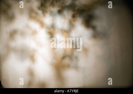 Abstract studio background with tree Stock Photo