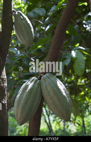 Cocoa pods growing on tree in West African forest farm Ghana Stock Photo