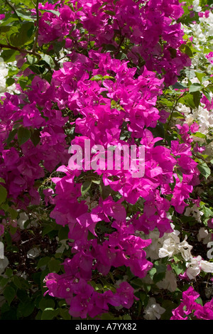 Bougainvillea flowers cascading down wall in Ghana West Africa Stock Photo