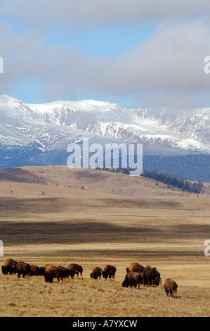 Colorado, Pike National Forest, US Hwy 24, Hartsel. Sawatch Mountain Range including the Collegiate Peaks in the distance. Stock Photo