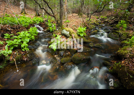 False Hellebore and skunk cabbage on a stream bank in Devils Hopyard State Park Connecticut USA Stock Photo