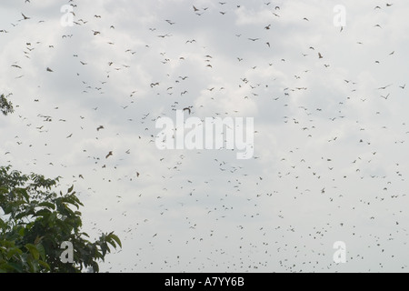 Straw coloured fruit bats or flying fox, coming home to roost to hang suspended upside down in tops of tall trees in rain forest, West Africa, Ghana Stock Photo