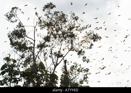 Straw coloured fruit bats or flying fox, coming home to roost to hang suspended upside down in tops of tall trees in rain forest, West Africa, Ghana Stock Photo