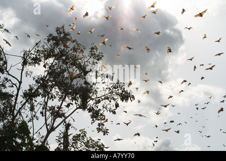 Straw coloured fruit bats or flying fox, coming home to roost to hang suspended upside down in tops of tall trees in rain forest, West Africa, Ghana Stock Photo