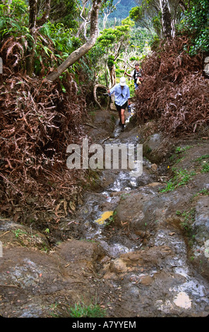 North America, Hawaii, Kauai. Pihea Trail. This trail is as slippery ...