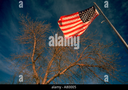 American flag and tree against sky Stock Photo