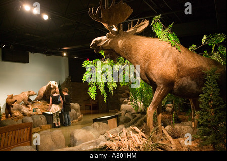 USA, Missouri, Springfield, Bass Pro Shops Outdoor World, Moose Stock Photo