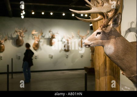 USA, Missouri, Springfield, Bass Pro Shops Outdoor World, Deer Room Stock Photo