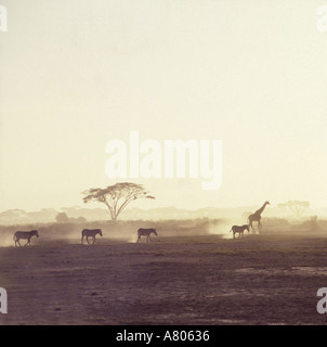 A giraffe and four Zebras stirring up dust clouds as they walk on dry rain starved landscape Amboseli National Park Kenya Stock Photo