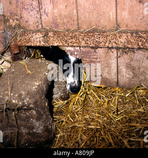 Border Collie Dog looking through crack in barn door Stock Photo
