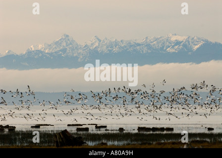 North America, USA, WA, Skagit River Delta.  Snow Geese (Chen caerulescens) take flight over bay with Olympics beyond Stock Photo