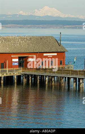 North America, USA, WA, Whidbey Island, Coupeville.  Coupeville Wharf with clear view Mt Baker on calm day Penn Cove Stock Photo