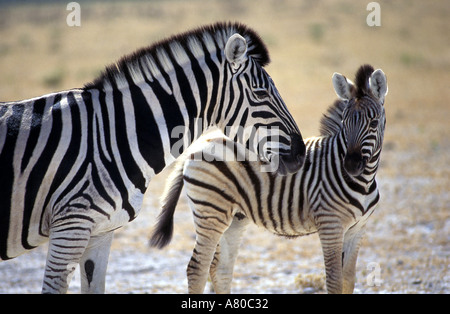 Zebra foal Etosha Namibia Africa Stock Photo