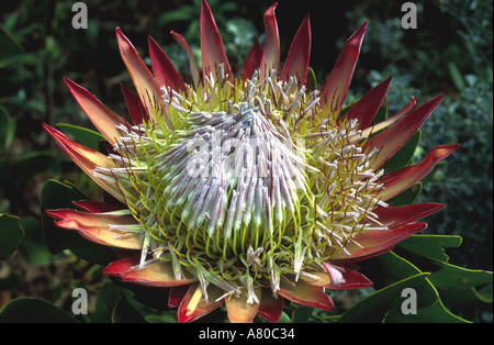 King protea flower national flower South Africa Stock Photo