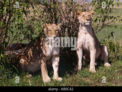 A pride of Lions (Panthera leo nubica) lying down Stock Photo - Alamy