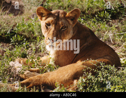 East African or Masai Lioness, Panthera leo nubica, Sambura Game Reserve, Kenya, East Africa.